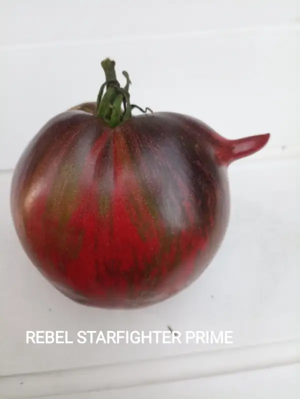 Tomaten: Rebel Starfighter Prime