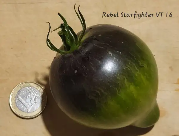 Tomaten: Rebel Starfighter VT 16