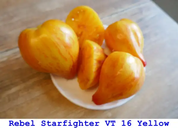 Tomaten: Rebel Starfighter VT 16 Yellow