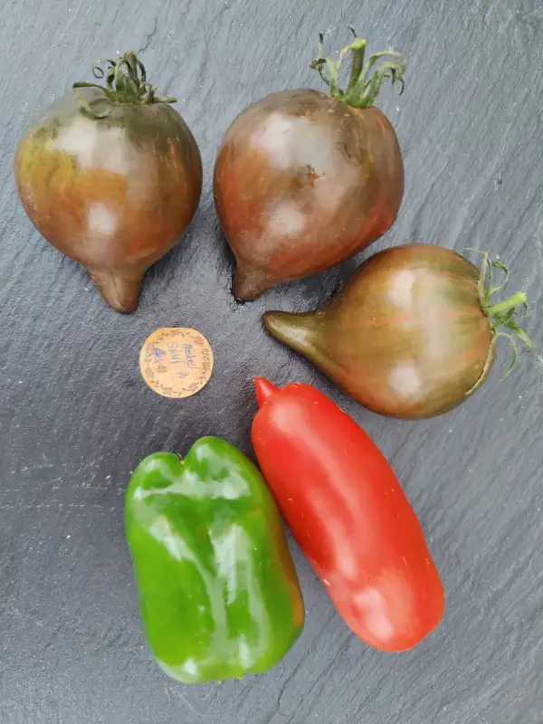 Tomaten: Rebel Starfigther Prime