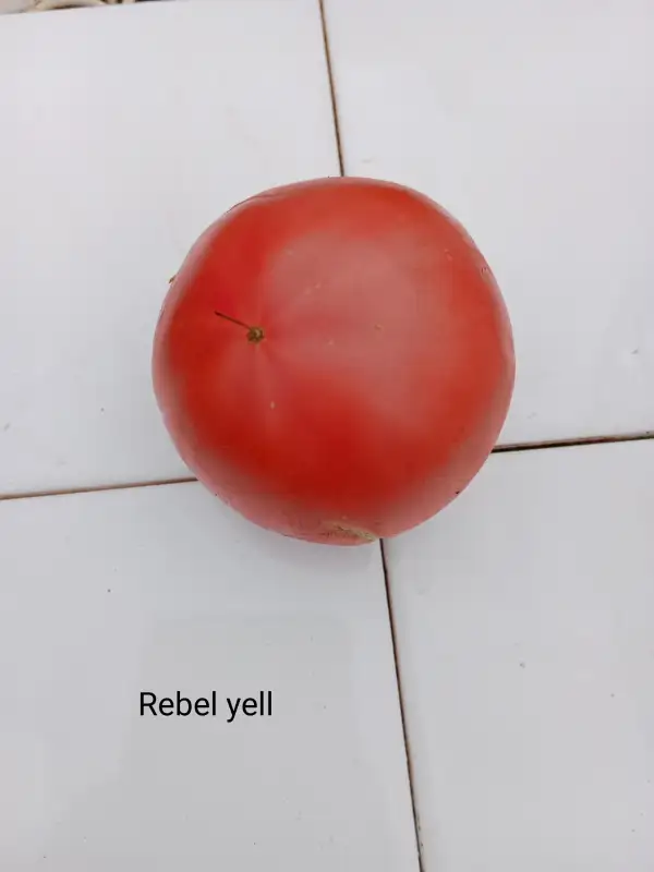 Tomaten: Rebel yell