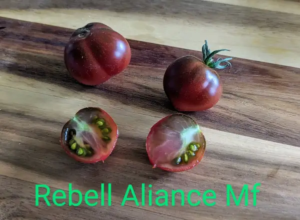 Tomaten: Rebell Aliance