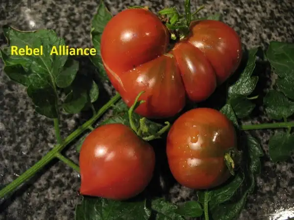 Tomaten: Rebell Alliance