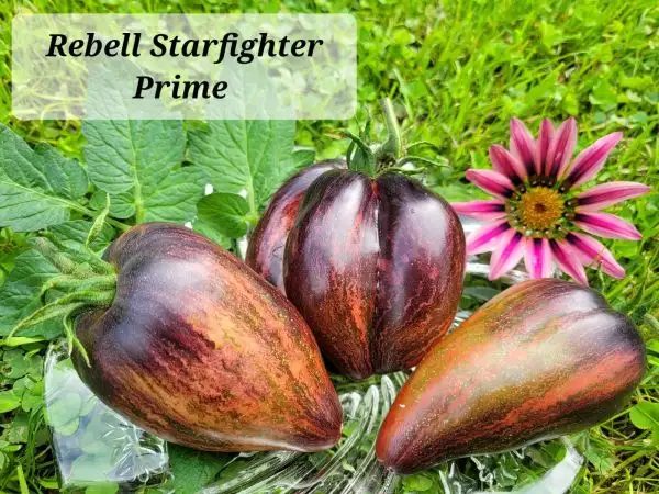 Tomaten: Rebell Starfighter Prime