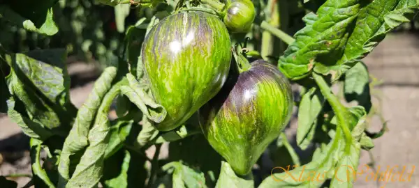 Tomaten: Rebell Starfighter VT16 Green