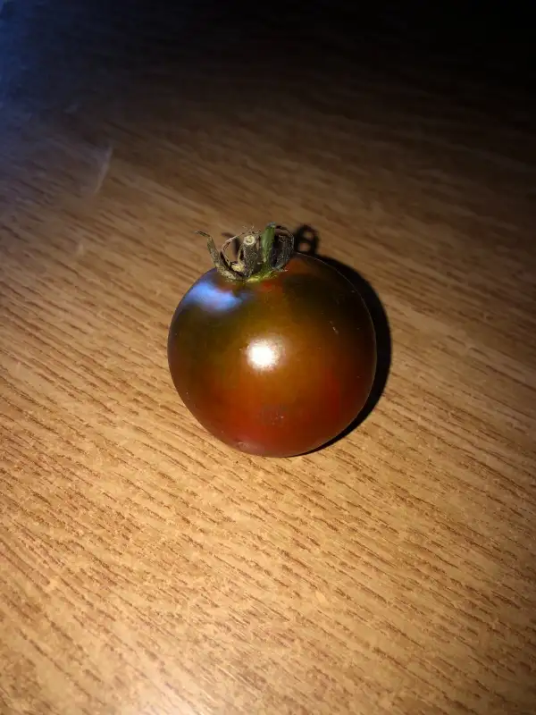 Tomaten: Rebella