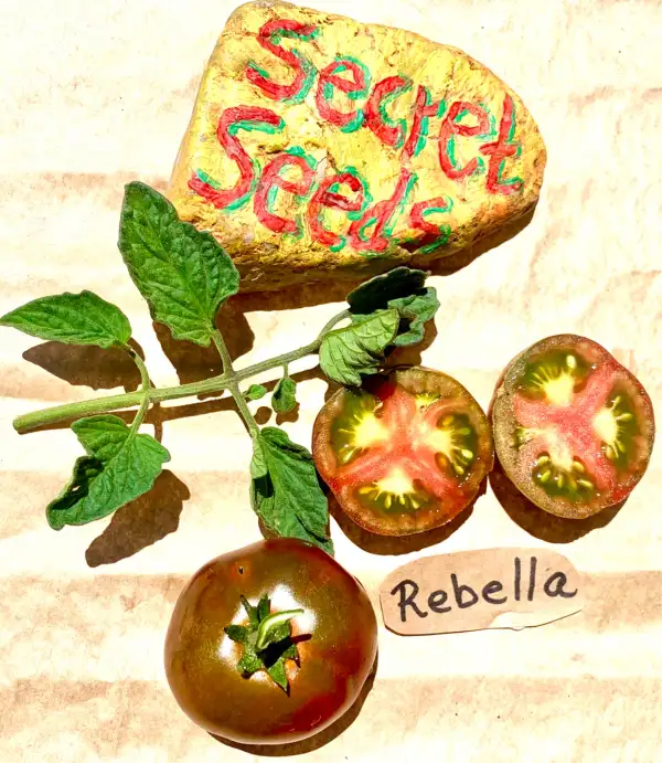 Tomaten: Rebella