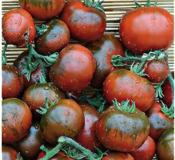 Tomaten: Rebella