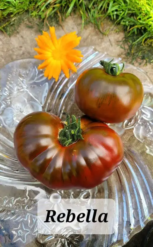 Tomaten: Rebella