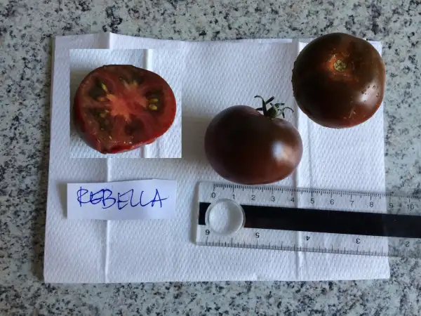 Tomaten: Rebella