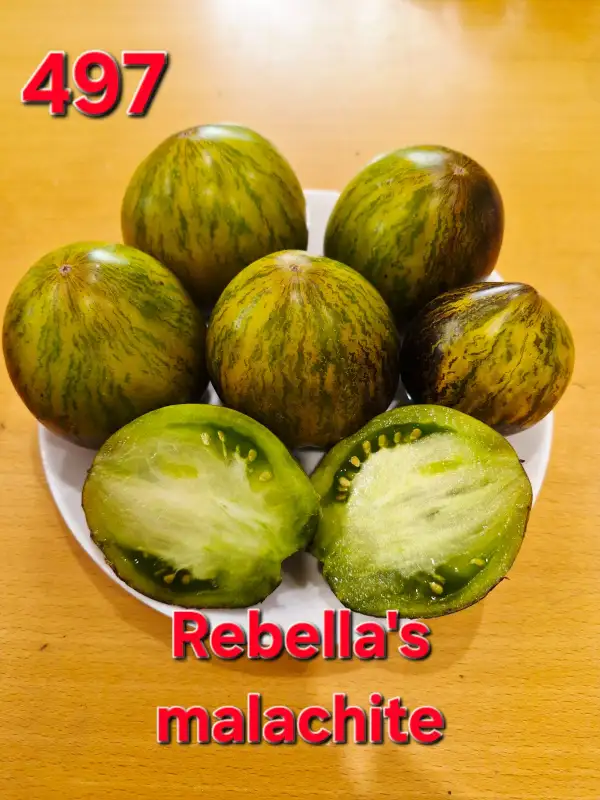 Tomaten: Rebella