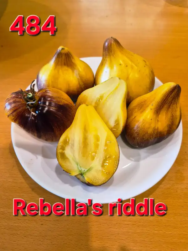 Tomaten: Rebella