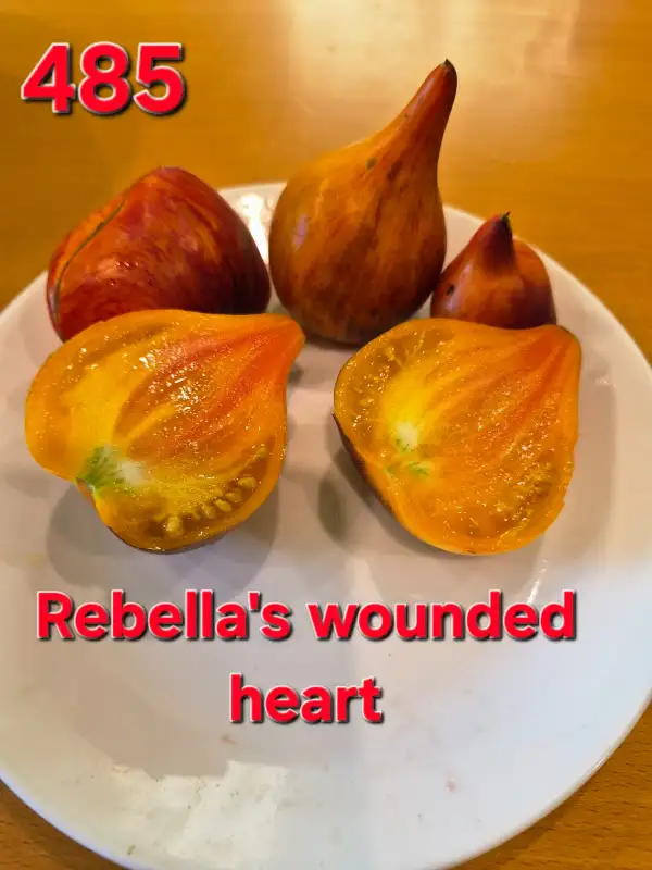 Tomaten: Rebella