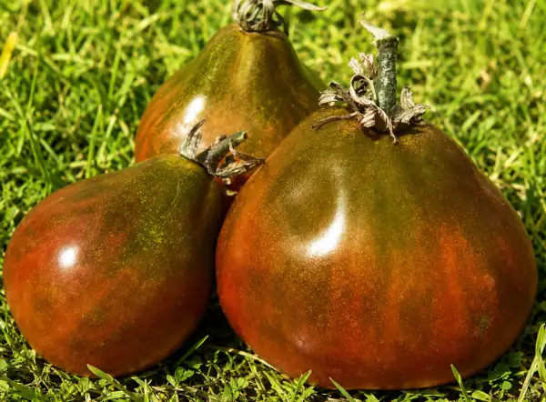 Tomaten: Rebelpik Schokolade