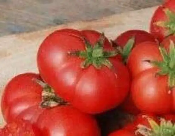 Tomaten: Recessive Dwarf