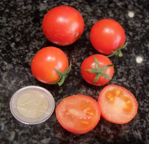 Tomaten: Red Alert - Buschtomate