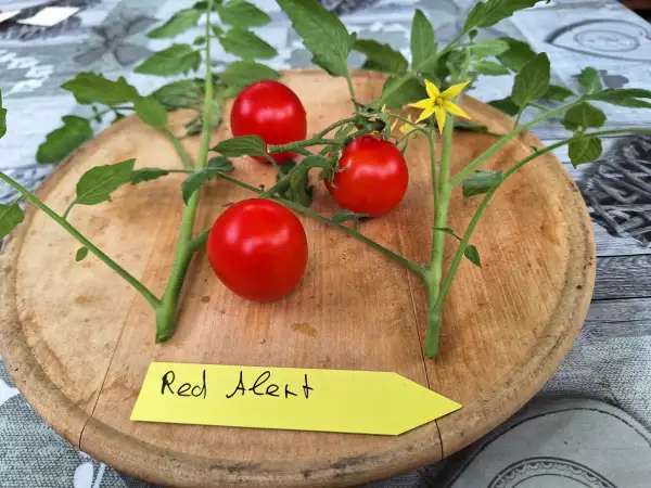 Tomaten: Red Alert