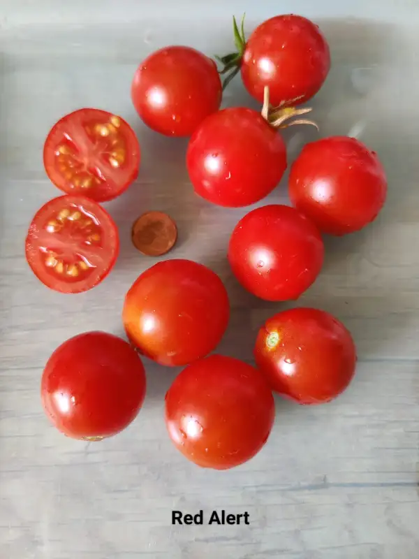 Tomaten: Red Alert Dwarf