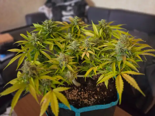 Cannabis: Red Banana Berry