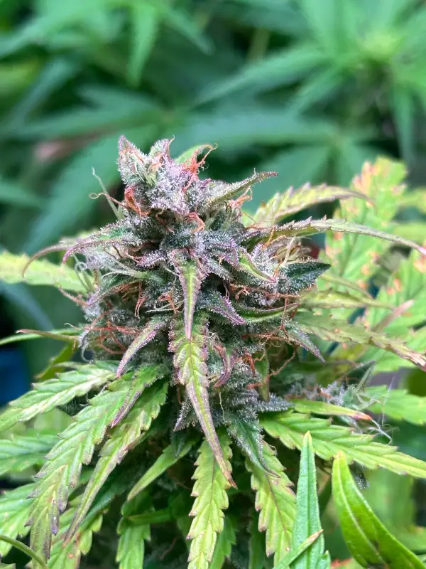 Cannabis: Red Banana Berry Double XL Auto