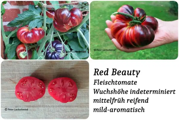 Tomaten: Red Beauty