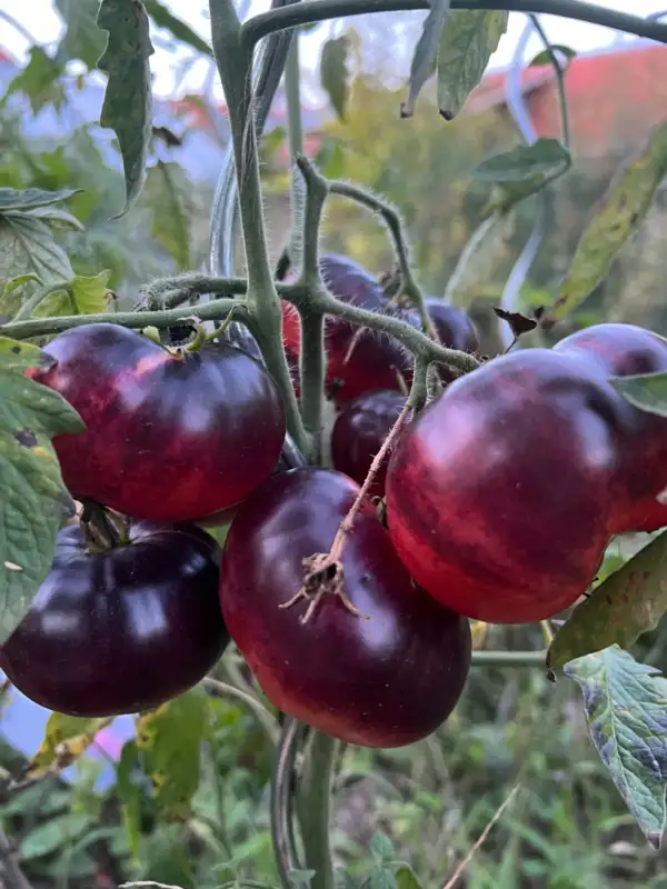 Tomaten: Red Beauty