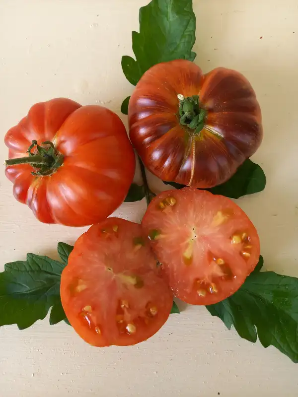 Tomaten: Red Beauty