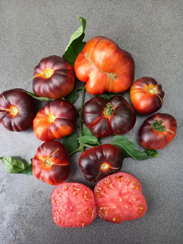 Tomaten: Red Beauty