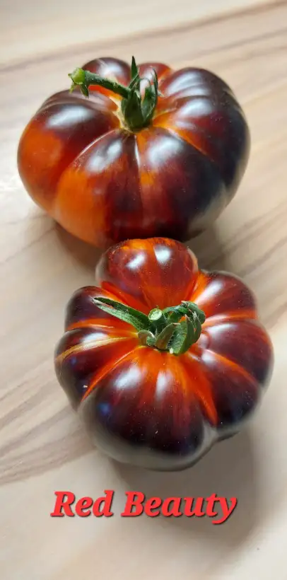 Tomaten: Red Beauty