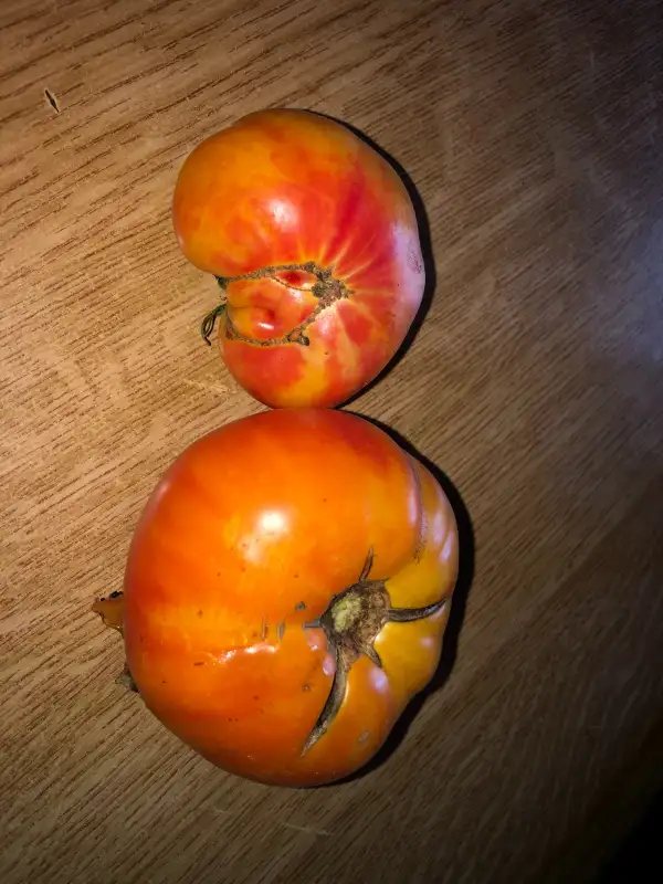 Tomaten: Red Belly