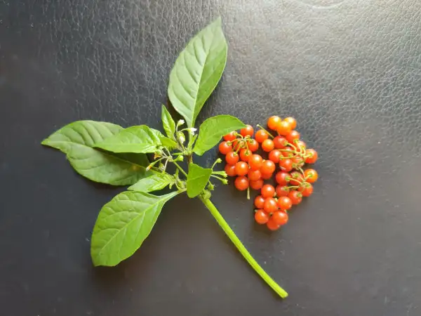 Tomaten: Red Berry Nightshade (Solanum villosum ssp. alatum)