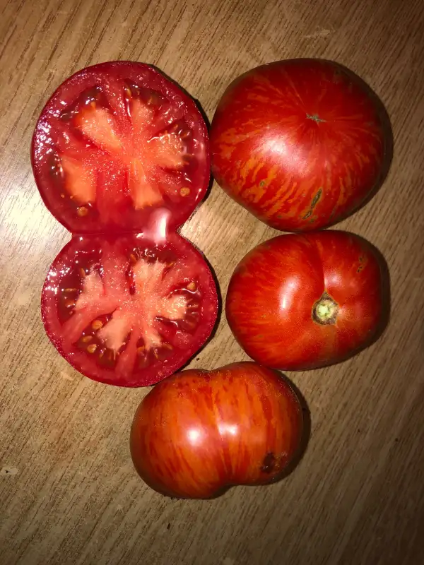 Tomaten: Red Boar