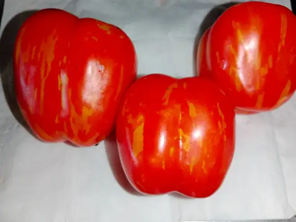 Tomaten: Red Cavern