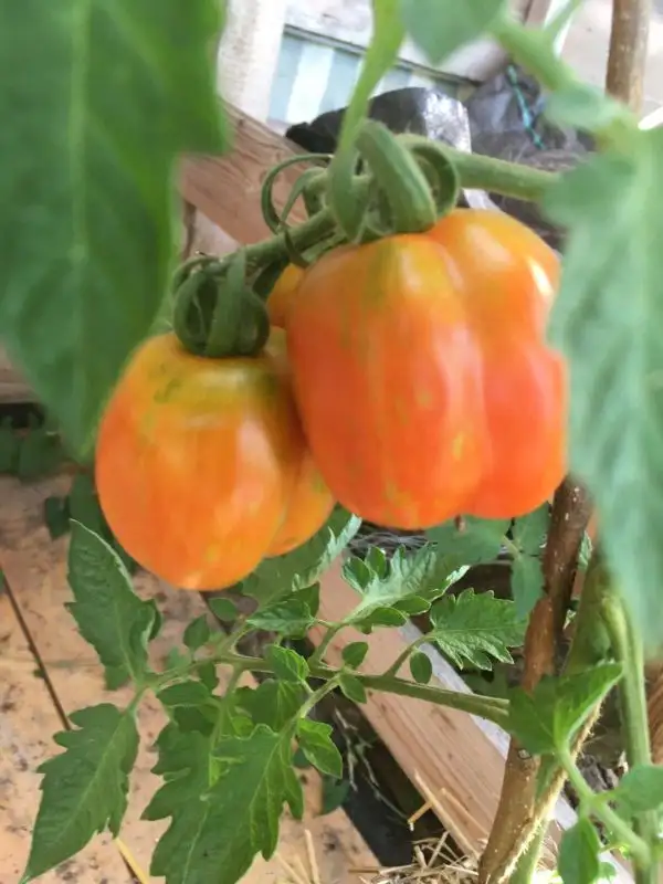 Tomaten: Red Cavern PaprikaTomate