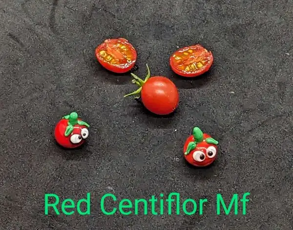 Tomaten: Red Centiflor