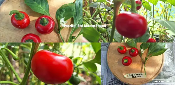 Chili / Paprika: Red cheese Pepper - Paprika