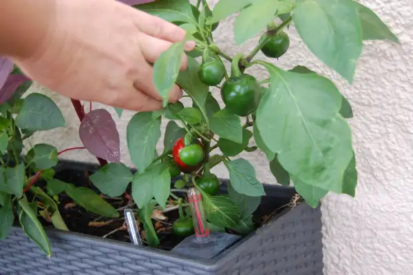 Chili / Paprika: Red Cheese Pepper