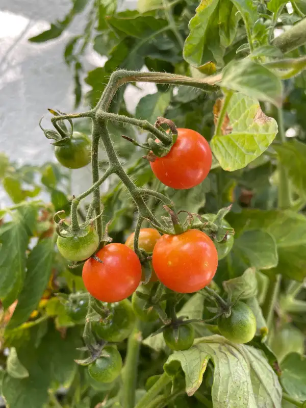 Tomaten: Red Cherry