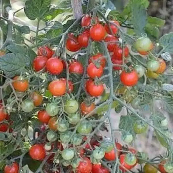 Tomaten: Red Cherry