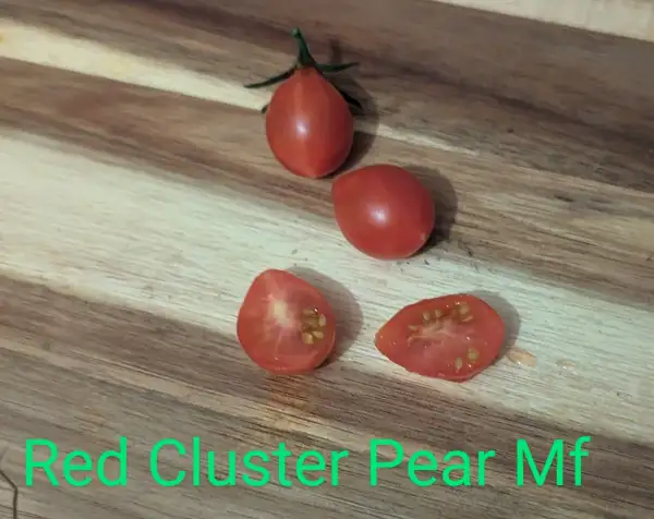 Tomaten: Red Cluster Pear