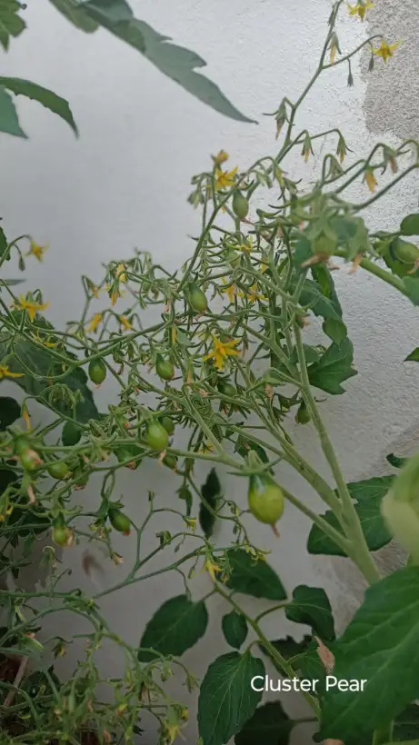Tomaten: Red Cluster Pear