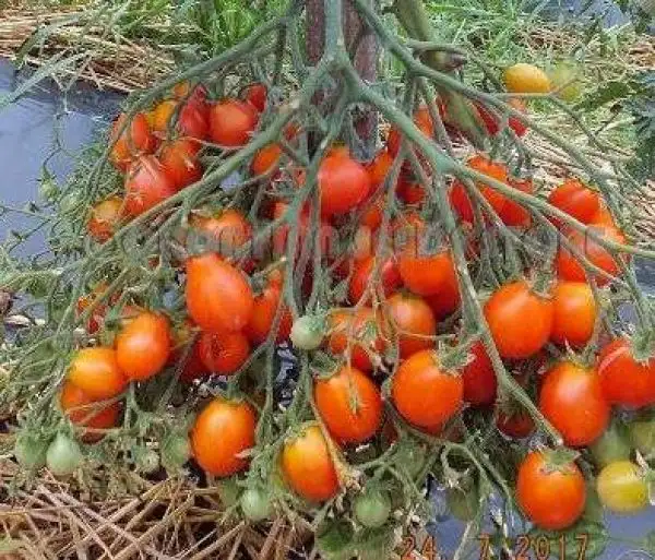 Tomaten: Red Cluster Pear