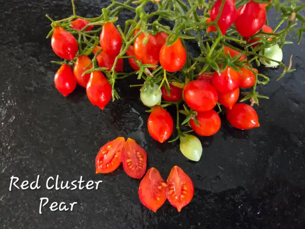 Tomaten: Red Cluster Pear