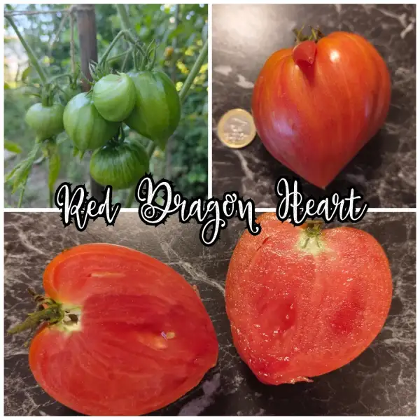 Tomaten: Red Dragon Heart