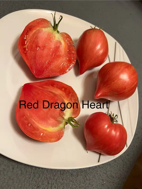 Tomaten: Red Dragon Heart
