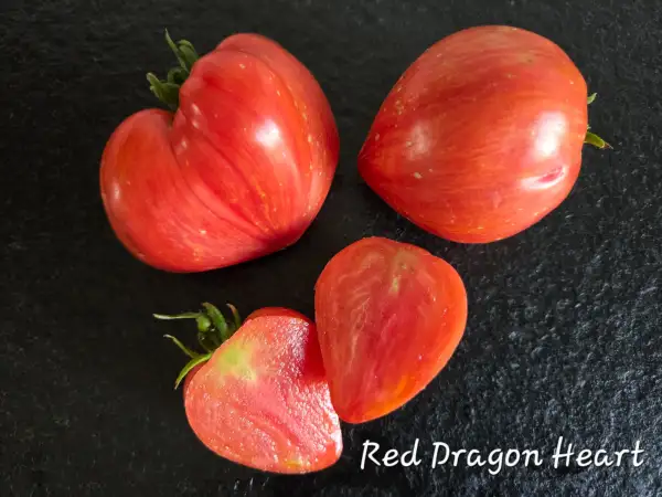 Tomaten: Red Dragon Heart