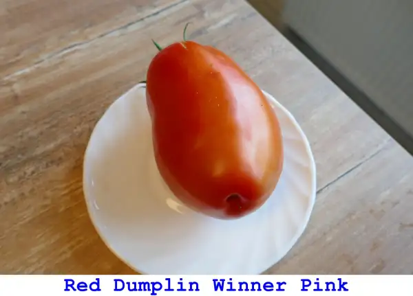 Tomaten: Red Dumplin Winner Pink