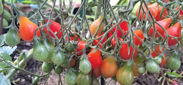 Tomaten: Red Dwarf Romanian