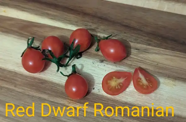 Tomaten: Red Dwarf Romanian