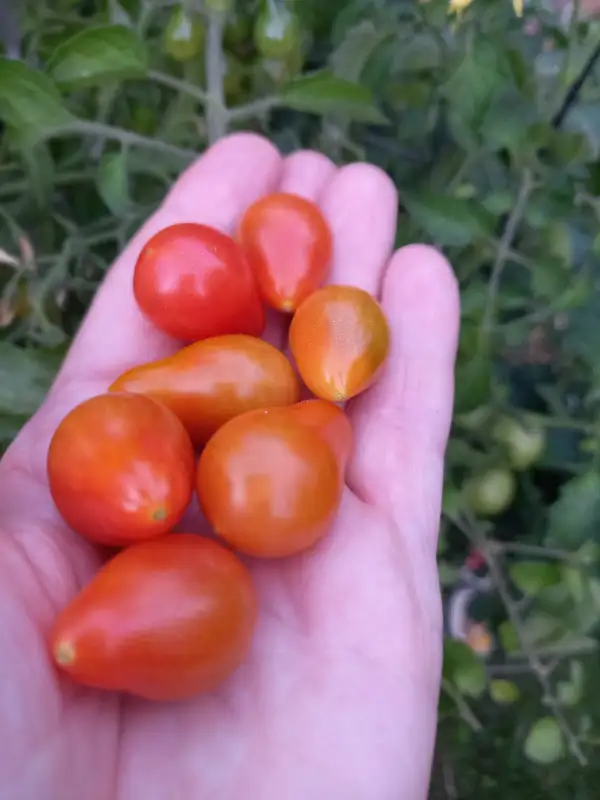 Tomaten: Red Dwarf Romanian